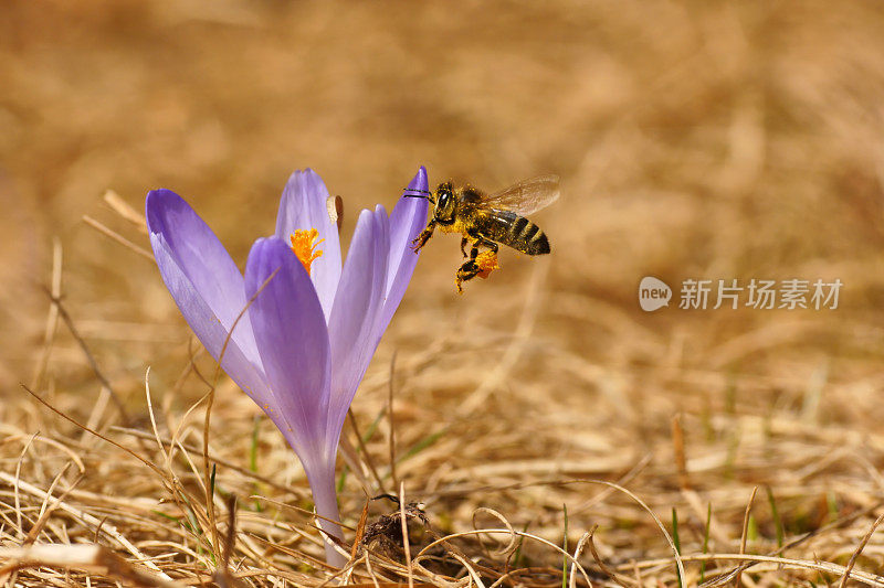 蜜蜂(Apis mellifera)，蜜蜂飞过番红花